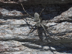 Pardosa takahashii