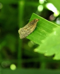 Clepsis senecionana