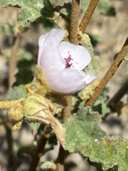 Sphaeralcea fulva