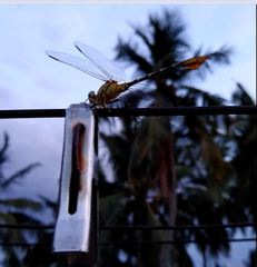 Paragomphus lineatus