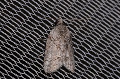 Nycteola polycyma