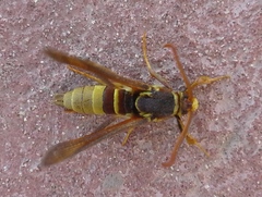 Paranthrene robiniae