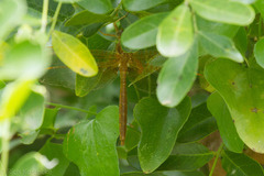 Neurocordulia xanthosoma