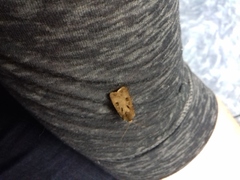 Agrotis exclamationis