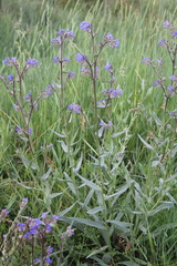 Anchusa leptophylla