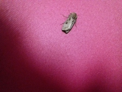 Agrotis exclamationis