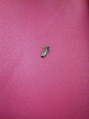 Agrotis exclamationis