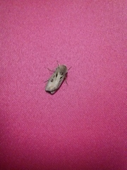 Agrotis exclamationis