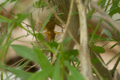 Neurocordulia xanthosoma