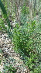Tournefortia sibirica