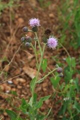 Cirsium arvense vestitum