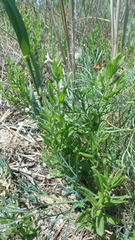 Tournefortia sibirica