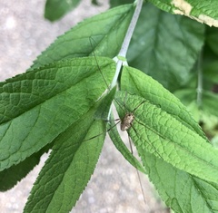 Leiobunum calcar