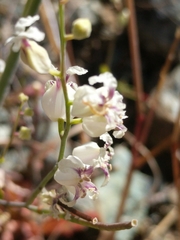 Streptanthus glandulosus secundus