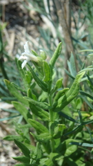 Tournefortia sibirica