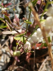 Streptanthus glandulosus secundus