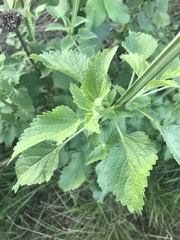 Leonotis nepetifolia nepetifolia