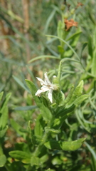 Tournefortia sibirica