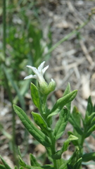 Tournefortia sibirica