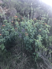 Leonotis nepetifolia nepetifolia
