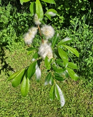 Salix phylicifolia