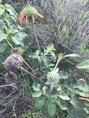 Leonotis nepetifolia nepetifolia