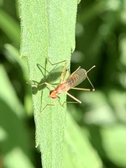 Nerioidea
