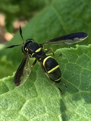 Sphiximorpha willistoni