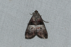 Pococera robustella