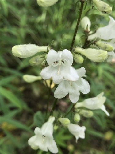 Penstemon digitalis iNat (2)