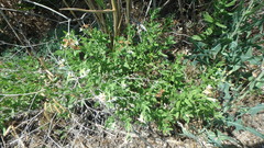 Tournefortia sibirica