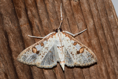 Palpita illibalis