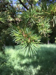 Cedrus atlantica