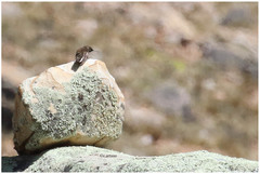 Oreotrochilus estella