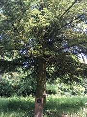 Cedrus atlantica