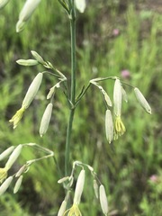 Silene chlorantha
