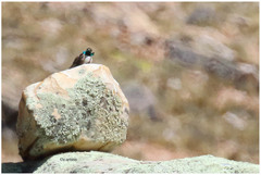 Oreotrochilus estella