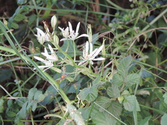 Ornithogalum pyramidale