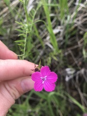Dianthus andrzejowskianus