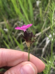 Dianthus andrzejowskianus