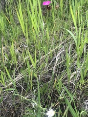 Dianthus andrzejowskianus