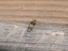 Notocelia rosaecolana