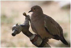 Metriopelia melanoptera