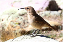 Upucerthia validirostris