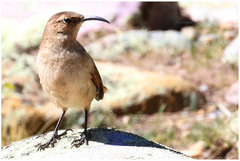 Upucerthia validirostris