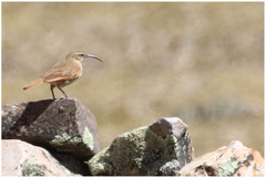 Upucerthia validirostris