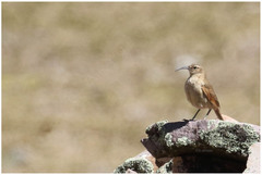 Upucerthia validirostris