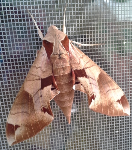 Achemon Sphinx Common Moth And Butterflies Of Indiana · Inaturalist