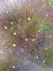 Crocanthemum aldersonii