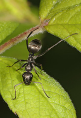 Formica subsericea